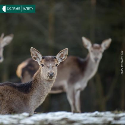 У мережі показали весняні світлини мешканців Галицького нацпарку ФОТОРЕПОРТАЖ