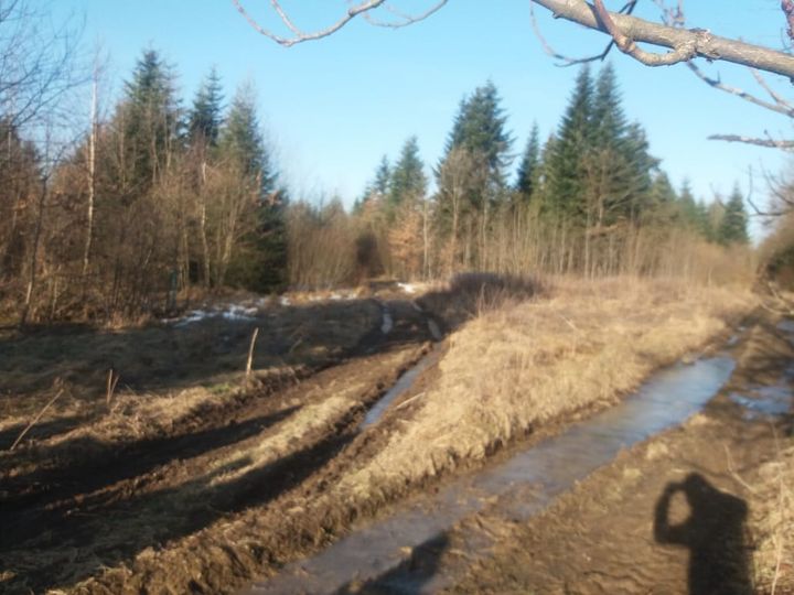 Пенсіонера, який пішов в ліс і не повернувся, знайшли мертвим