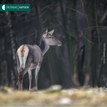 У мережі показали весняні світлини мешканців Галицького нацпарку ФОТОРЕПОРТАЖ