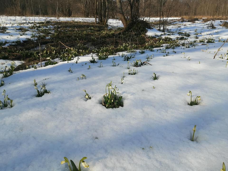 білоцвітів