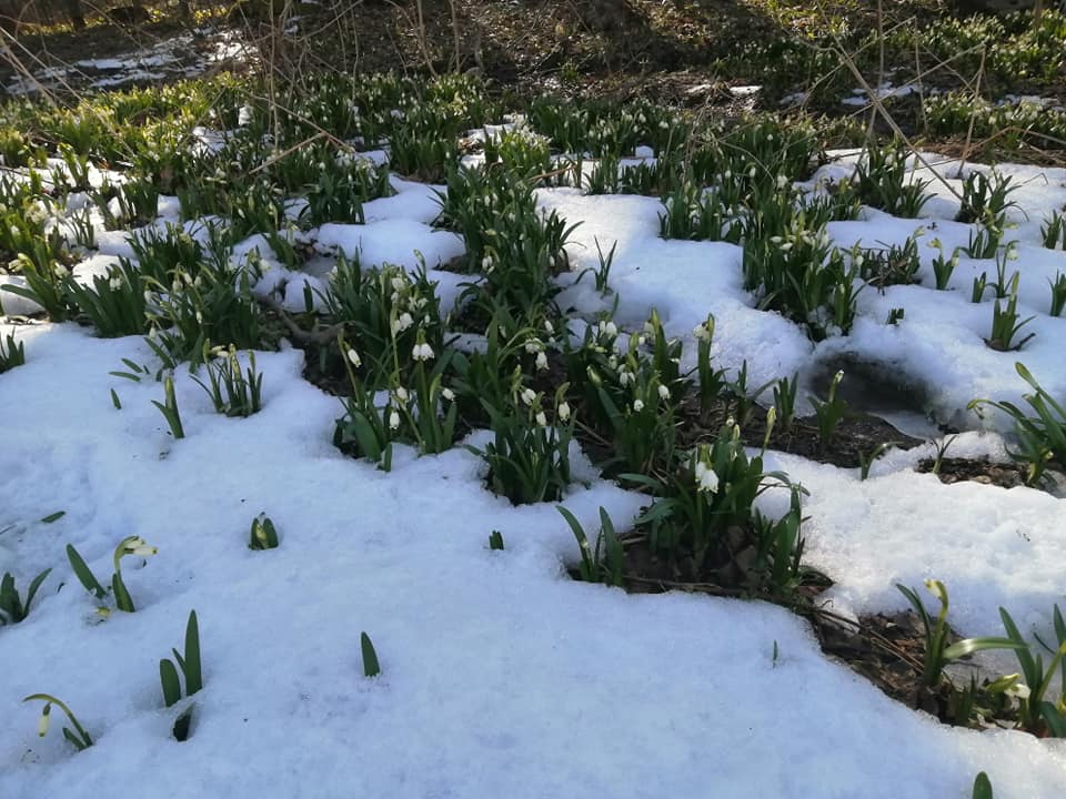 білоцвітів
