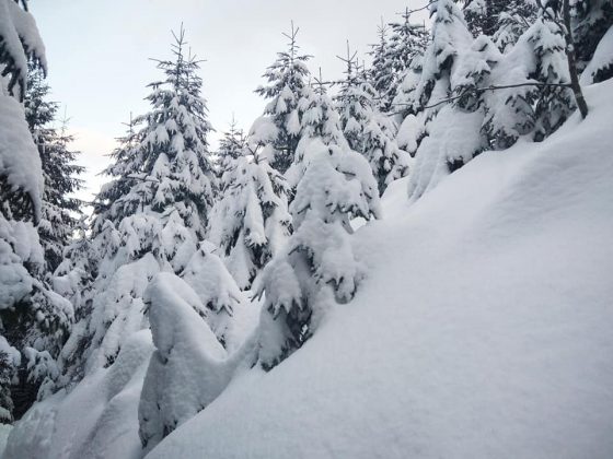 На засніжених схилах Карпат розцвіли перші підсніжники ФОТО