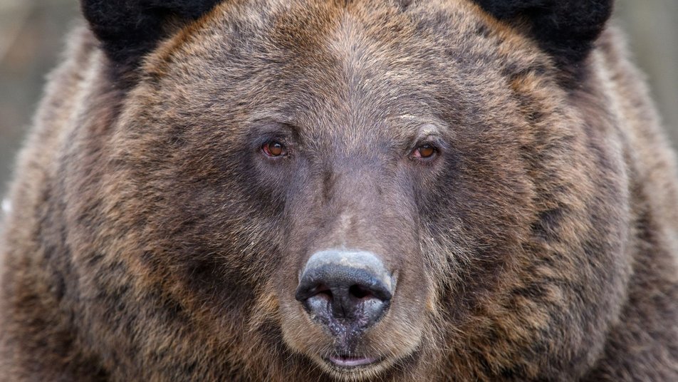 У Галицькому нацпарку після зимової сплячки прокинулися ведмеді ФОТО