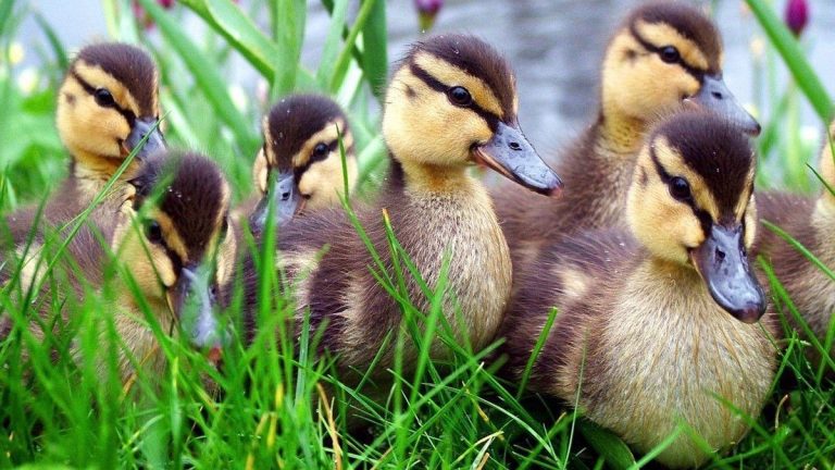 20 качок дали, 3 забрали: як на Прикарпатті допомагають селянам вижити у час пандемії