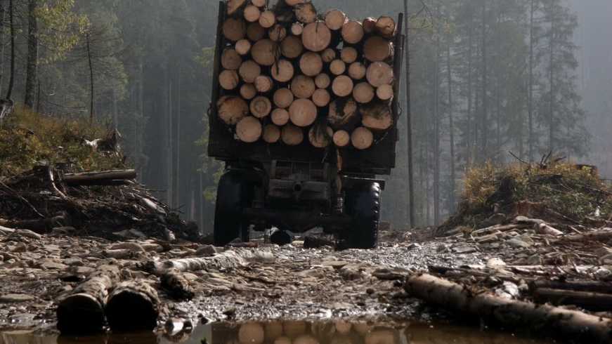 Прикарпатський лісгосп заплатить майже 2,5 млн грн за незаконну вирубку лісу