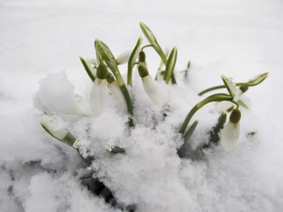 На засніжених схилах Карпат розцвіли перші підсніжники ФОТО