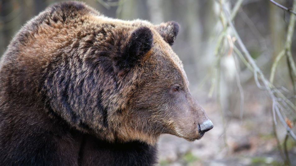 У Галицькому нацпарку після зимової сплячки прокинулися ведмеді ФОТО