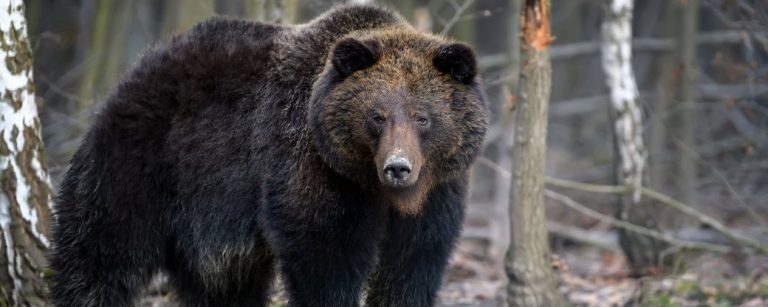 У Галицькому нацпарку після зимової сплячки прокинулися ведмеді ФОТО