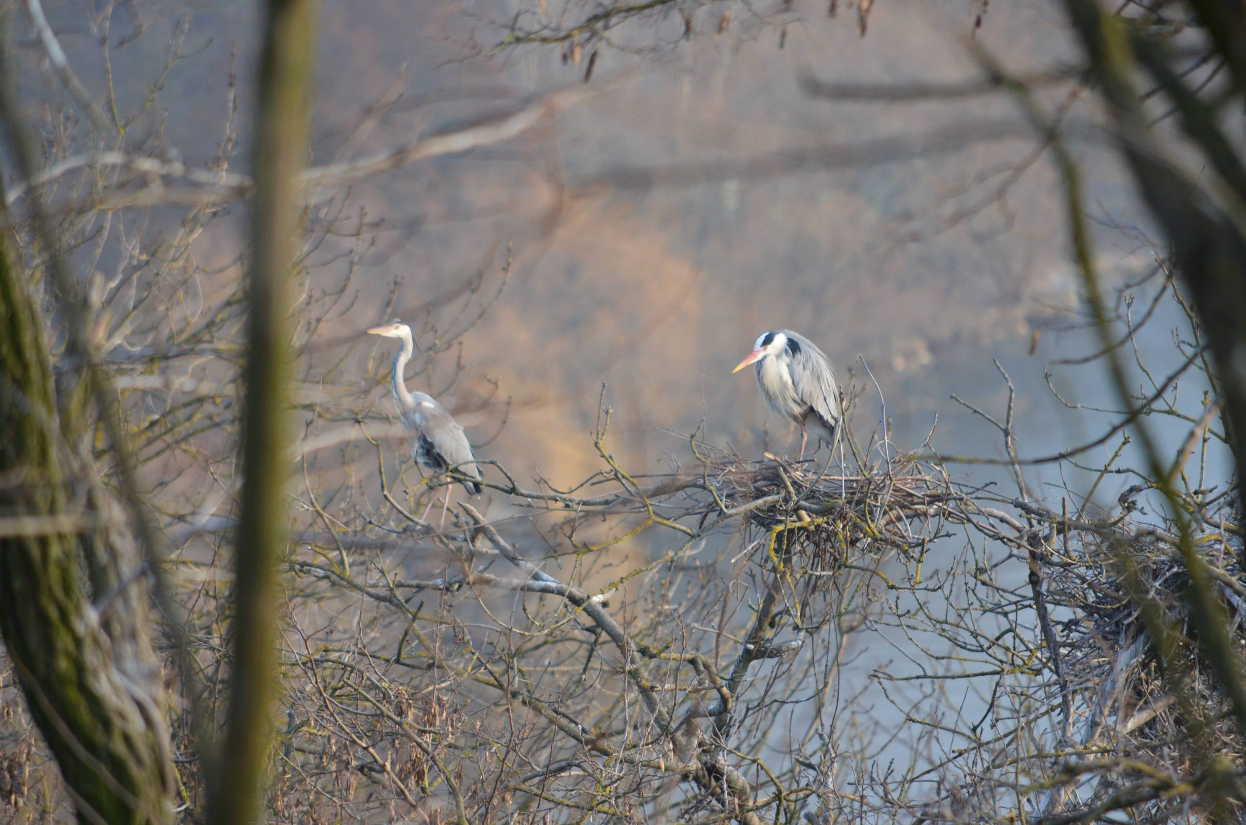 Прикарпатський
