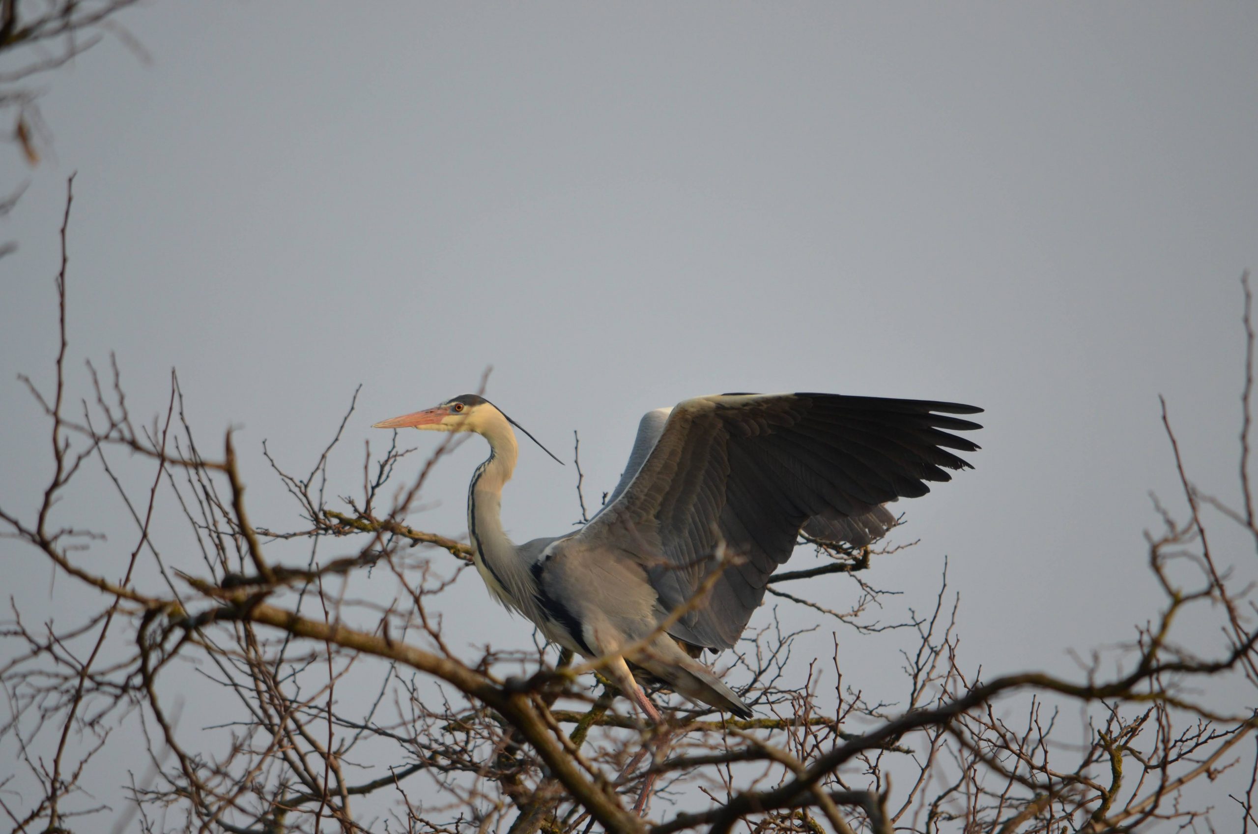 Прикарпатський