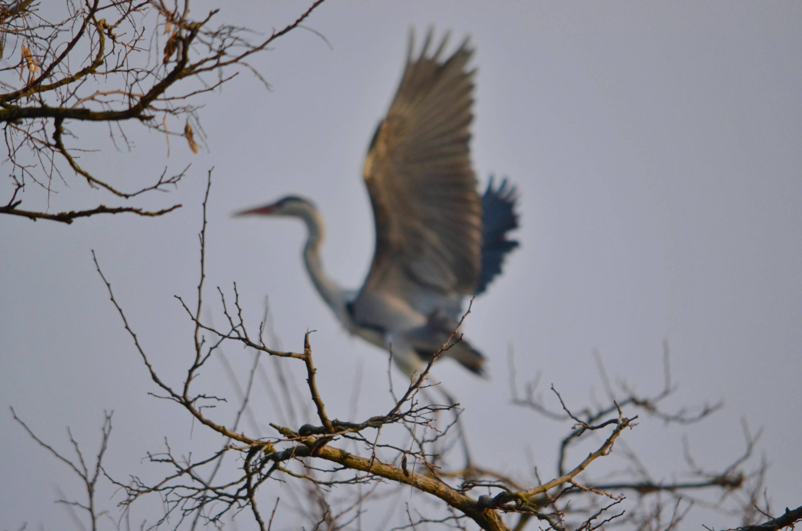 Прикарпатський