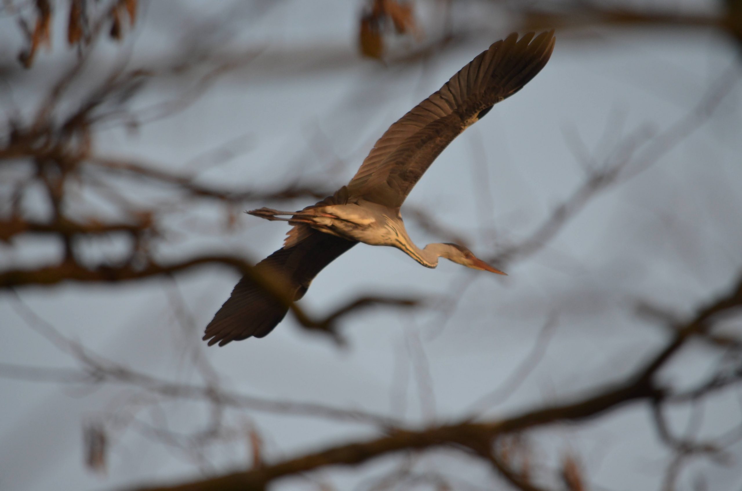Прикарпатський