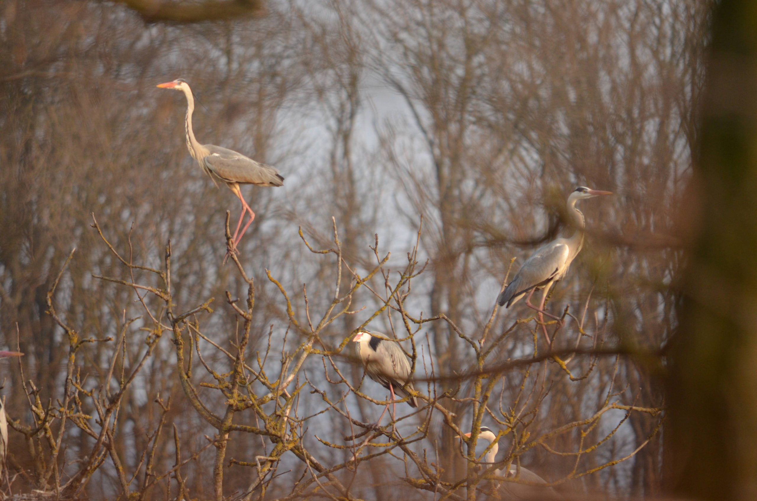 Прикарпатський
