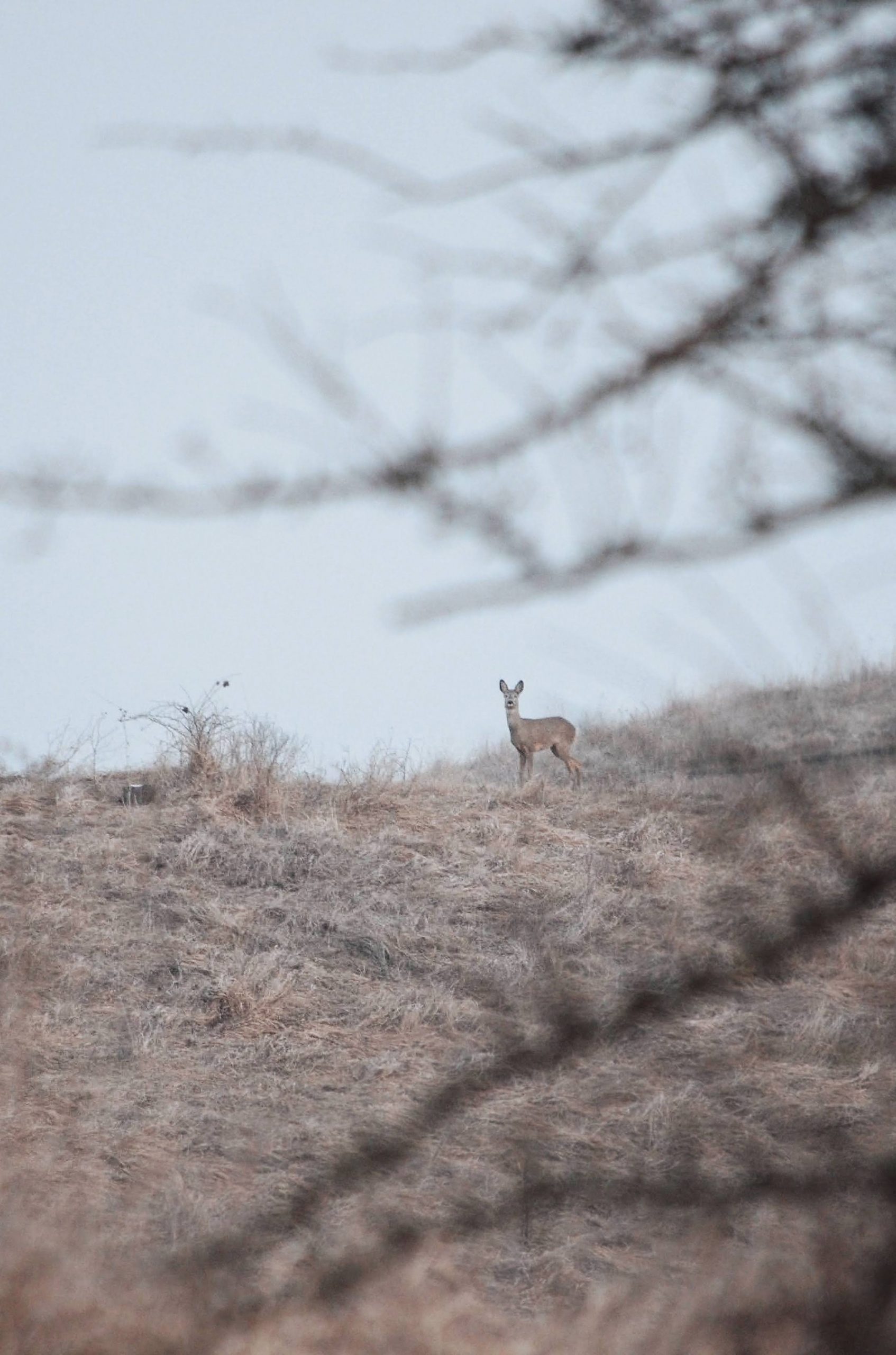 Прикарпатський
