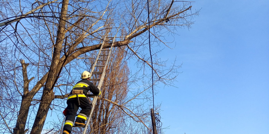 Франківські рятувальники двічі рятували котів