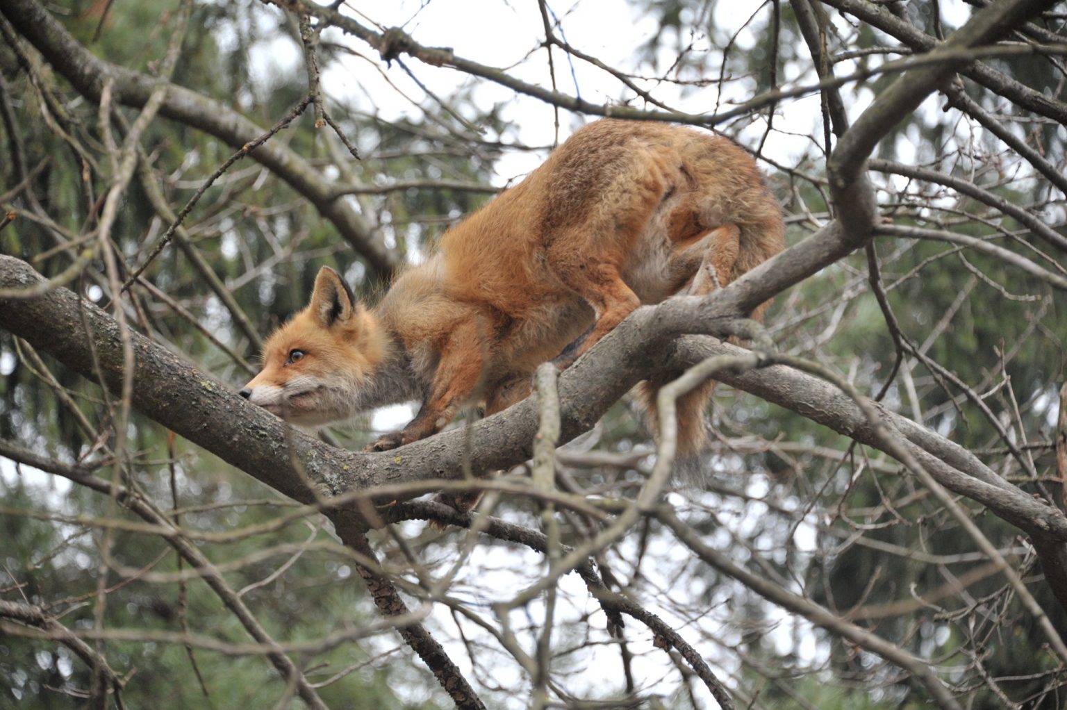 Зміна ролі рудих: милі та смішні світлини лисиць з Галицького НПП