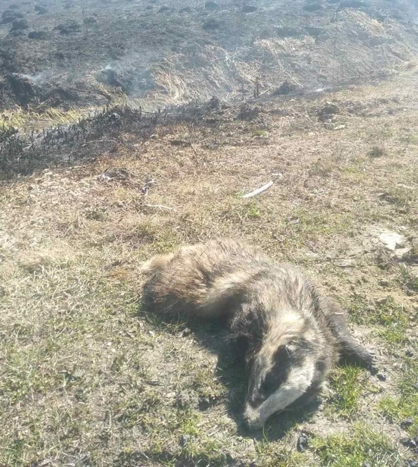 На Франківщині, під час пожеж в екосистемах, гинуть дикі тварини ФОТО 16+