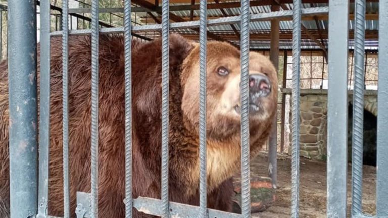 Держекоінспекція хоче забрати ведмедя, якого власники одного з прикарпатських готелів майже 20 років тримають в клітці ФОТО