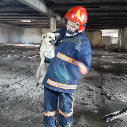 На Прикарпатті рятувальники витягнули собаку, який впав в яму ФОТО