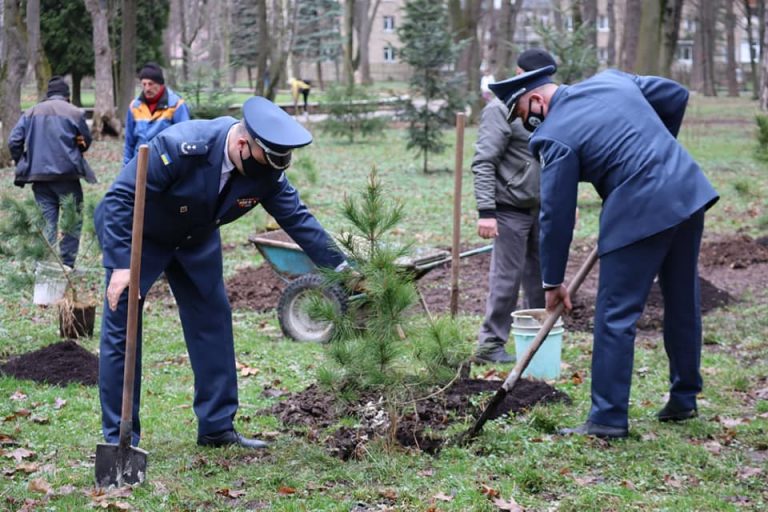 В Івано-Франківську висадили кедрову алею