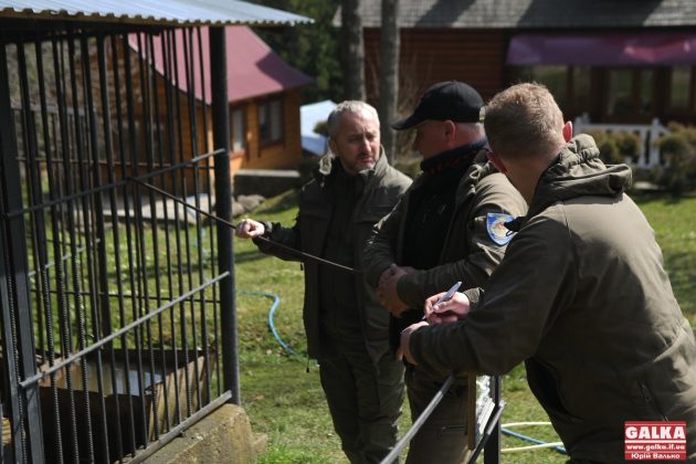 Ведмедя з косівського ресторану "Байка" врешті перевезли до центру реабілітації "Синевир" ФОТО та ВІДЕО