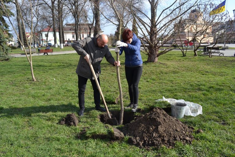 В самому центрі Галича висадили молоді сакури