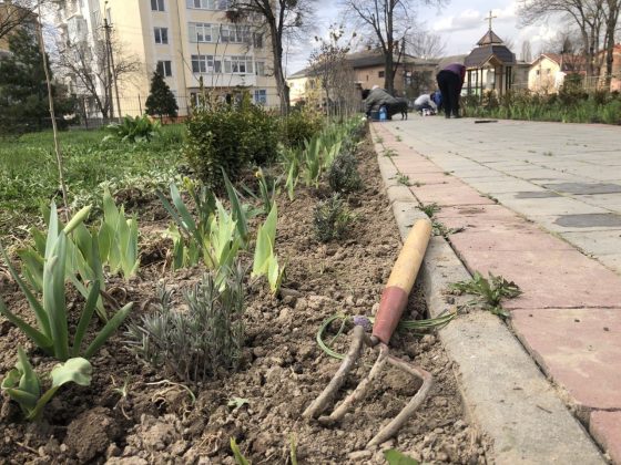 У Франківську висадили лавандову алею ФОТОРЕПОРТАЖ