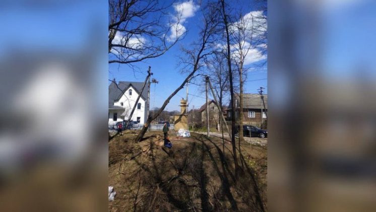 На Прикарпаття дерево впало на школярку - дівчина з численними травмами потрапила до лікарні ФОТО
