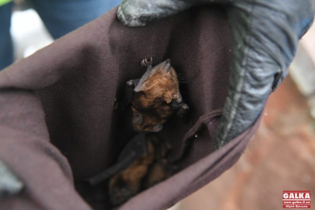 У Франківську урочисто випустили у вечірнє небо понад 100 кажанів, які були врятовані у місті напередодні ФОТОРЕПОРТАЖ