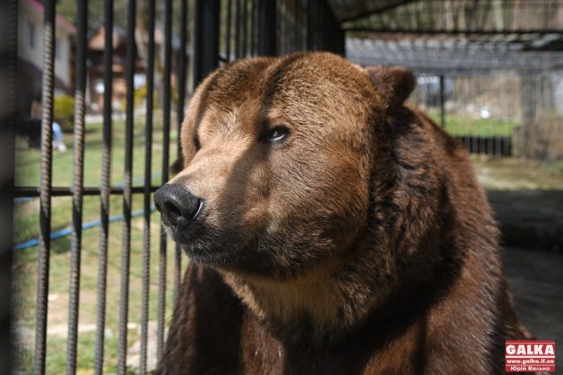 Ведмедя з косівського ресторану "Байка" врешті перевезли до центру реабілітації "Синевир" ФОТО та ВІДЕО