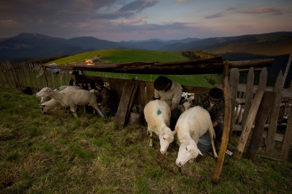 Документальну стрічку про життя вівчарів у Карпатах тепер можна глянути онлайн ФОТО