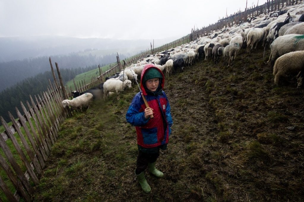 Документальну стрічку про життя вівчарів у Карпатах тепер можна глянути онлайн ФОТО