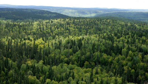 Франківська обласна прокуратура відновлює права національного природного парку на понад 800 га лісів природно-заповідного фонду