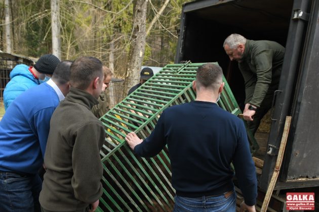 Ведмедя з косівського ресторану "Байка" врешті перевезли до центру реабілітації "Синевир" ФОТО та ВІДЕО