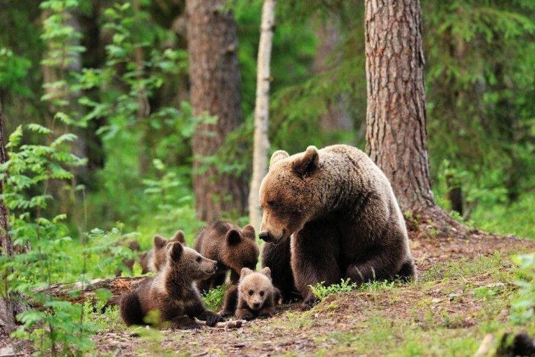 У лісах Франківщини триває сезон тиші