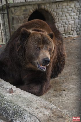 Ведмедя з косівського ресторану "Байка" врешті перевезли до центру реабілітації "Синевир" ФОТО та ВІДЕО