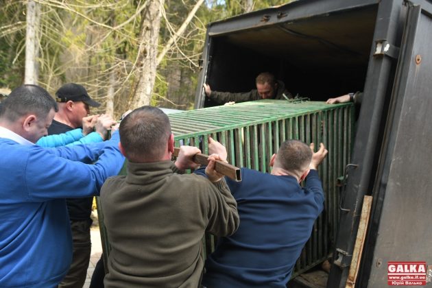 Ведмедя з косівського ресторану "Байка" врешті перевезли до центру реабілітації "Синевир" ФОТО та ВІДЕО