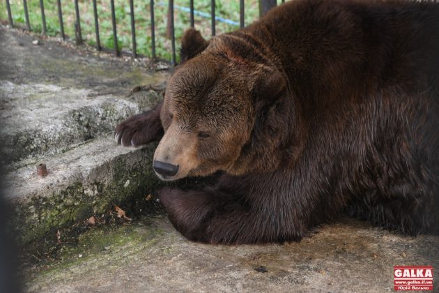 Ведмедя з косівського ресторану "Байка" врешті перевезли до центру реабілітації "Синевир" ФОТО та ВІДЕО