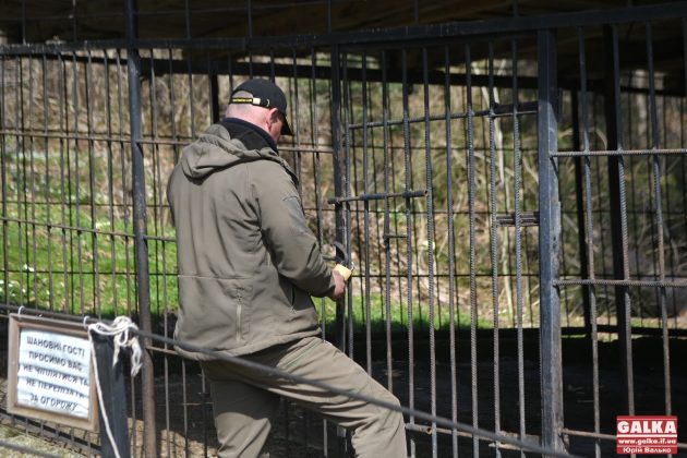 Ведмедя з косівського ресторану "Байка" врешті перевезли до центру реабілітації "Синевир" ФОТО та ВІДЕО