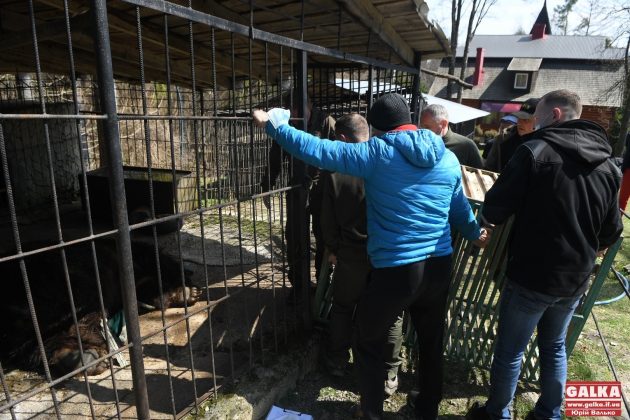 Ведмедя з косівського ресторану "Байка" врешті перевезли до центру реабілітації "Синевир" ФОТО та ВІДЕО