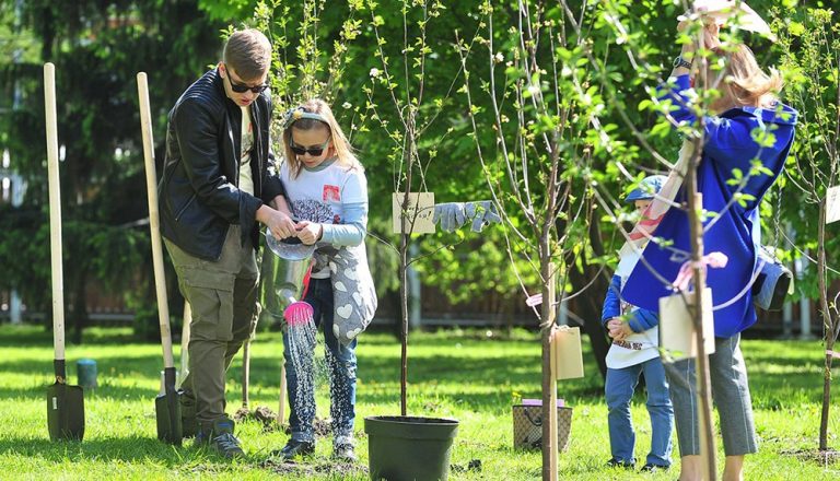 Які дерева висадять цього року на вулицях Івано-Франківська