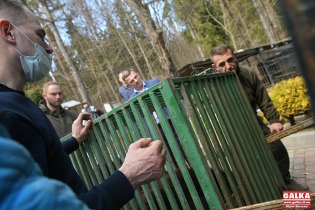 Ведмедя з косівського ресторану "Байка" врешті перевезли до центру реабілітації "Синевир" ФОТО та ВІДЕО