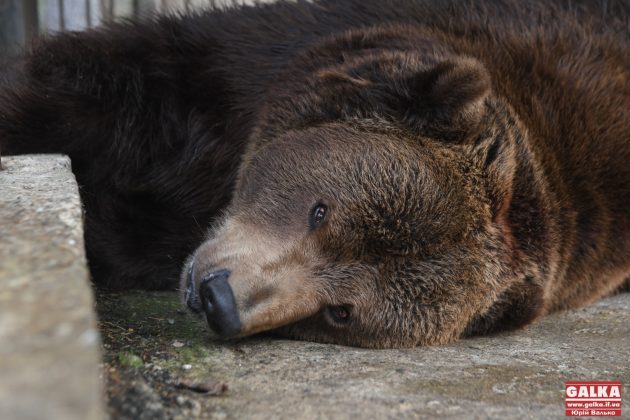 Ведмедя з косівського ресторану "Байка" врешті перевезли до центру реабілітації "Синевир" ФОТО та ВІДЕО