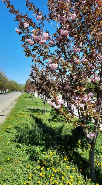 У центрі Калуша розцвіли сакури ФОТО