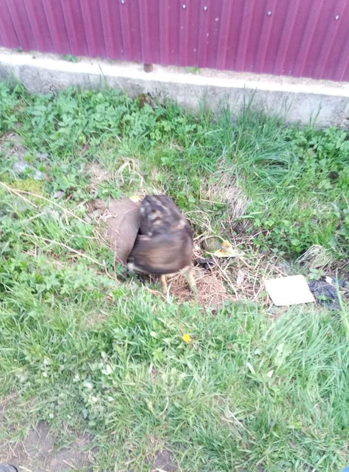 Прикарпатські надзвичайники рятували собак. Один застряг у стічній трубі, інший – у гіллі в річці ФОТО