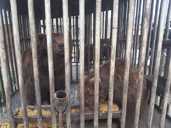 Прикарпатські ведмеді, яких тримали у неволі, переїхали на Хмельниччину