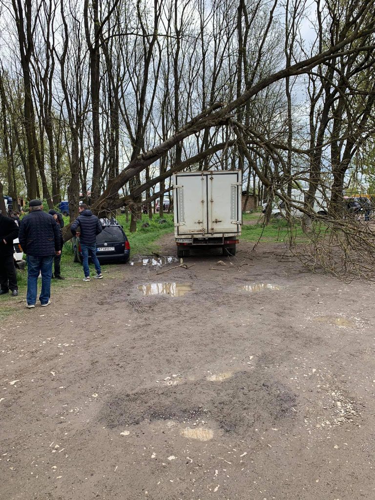 У Коломиї дерево впало на автомобіль - знадобилася допомога рятувальників