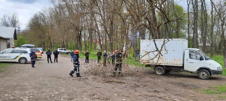 У Коломиї дерево впало на автомобіль - знадобилася допомога рятувальників