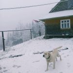 засніжило