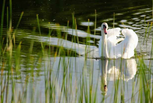 "Пернате" поповнення: у пари лебедів, які мешкають на Німецькому озері, з'явились малята ФОТО